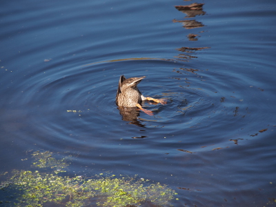 [A mallard's back end is in the air above the water with its feet straight back at the water's edge while the head is completely submerged.]